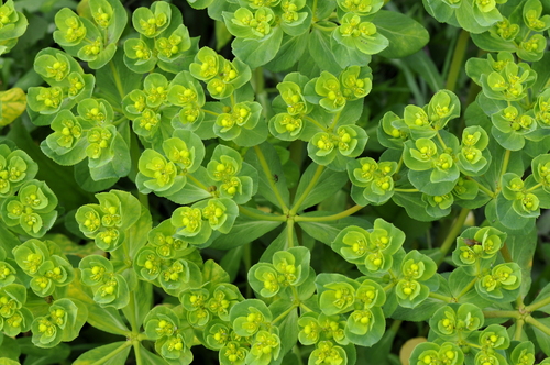 Euphorbia helioscopia
