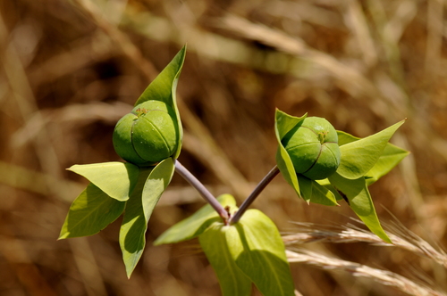 Euphorbia lathyris