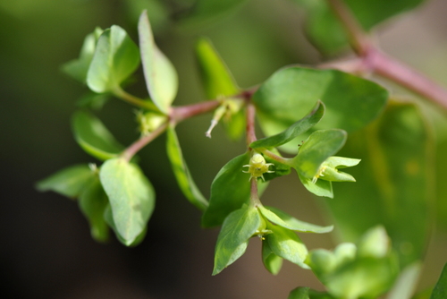 Euphorbia peplus