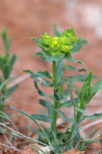 Euphorbia serrata