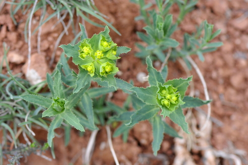 Euphorbia serrata