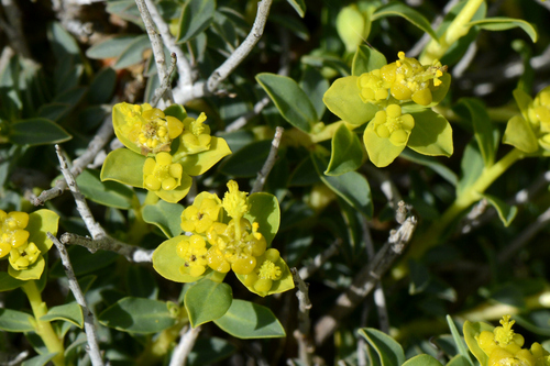 Euphorbia spinosa