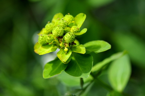 Euphorbia verrucosa