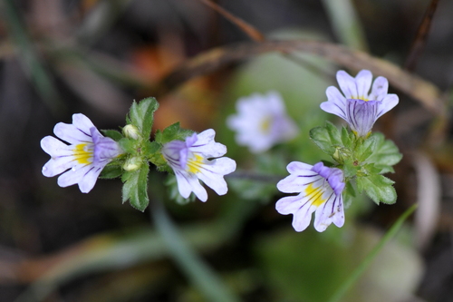 Euphrasia Euphrasia
