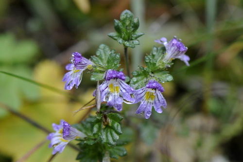 Euphrasia Euphrasia