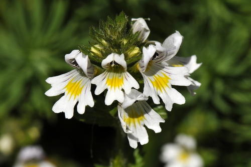 Euphrasia Euphrasia