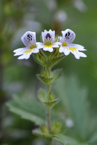 Euphrasia Euphrasia