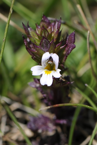 Euphrasia Euphrasia