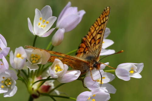 Euphydryas aurinia