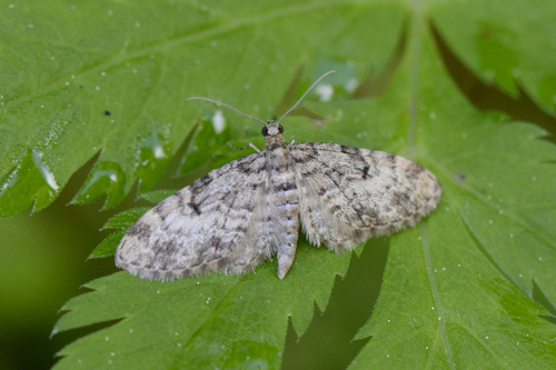 Eupithecia tantillaria