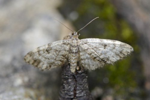 Eupithecia tantillaria