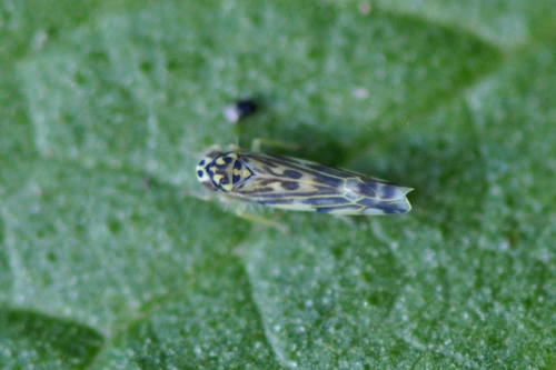 Eupteryx urticae