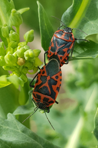 Eurydema ventralis