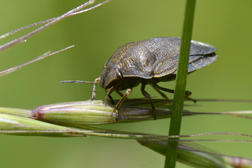 Eurygaster testudinaria