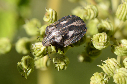 Eurygaster testudinaria