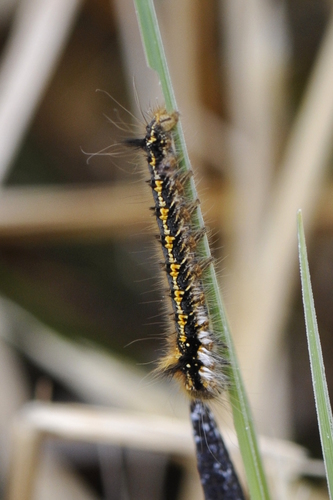 Euthrix potatoria