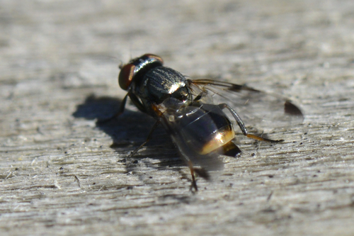 Euxesta notata