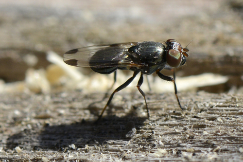 Euxesta notata