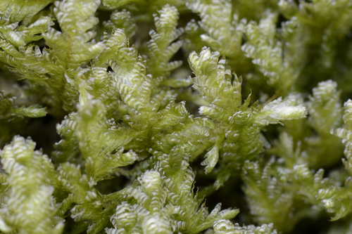 Exsertotheca crispa