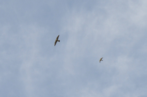 Falco peregrinus