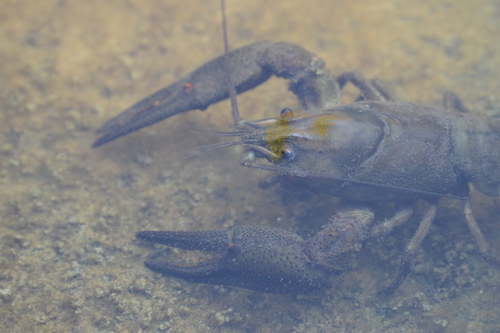 Faxonius limosus