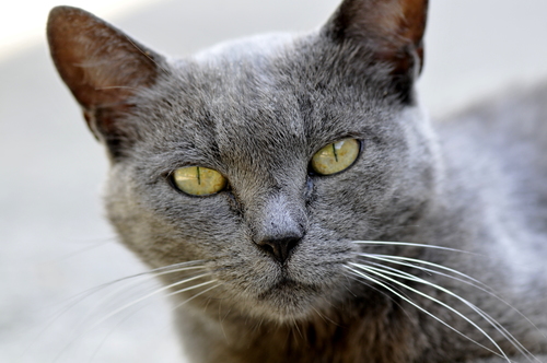 Felis silvestris