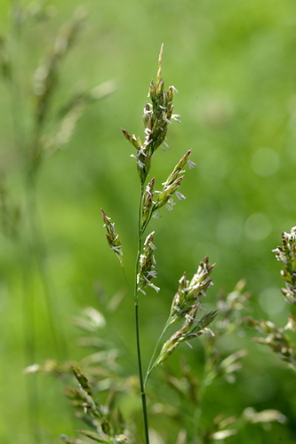 Festuca