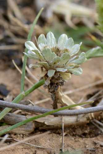 Filago pygmaea