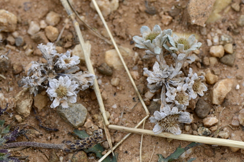 Filago pygmaea