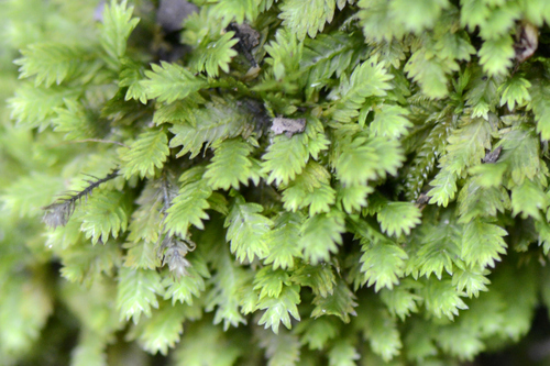 Fissidens