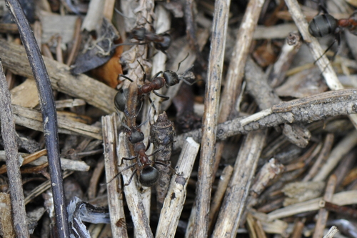 Formica rufa