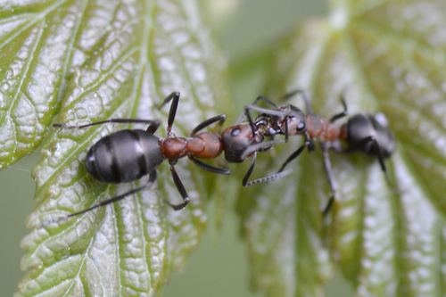 Formica rufa