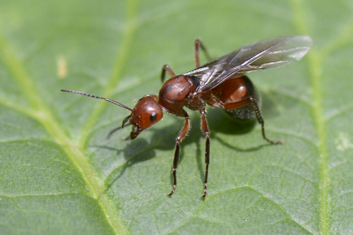 Formica truncorum