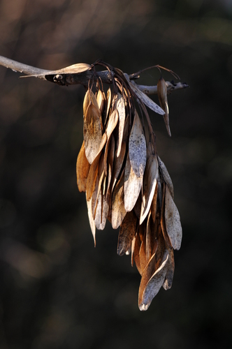 Fraxinus excelsior