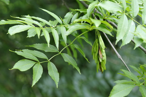 Fraxinus excelsior