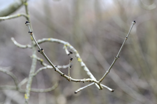Fraxinus excelsior