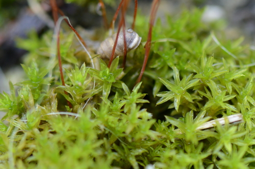 Funaria hygromatrica