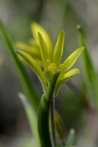 Gagea villosa