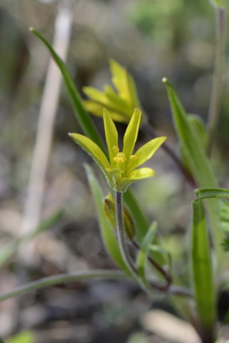 Gagea villosa