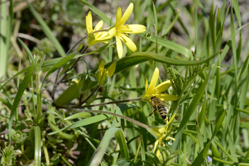 Gagea villosa