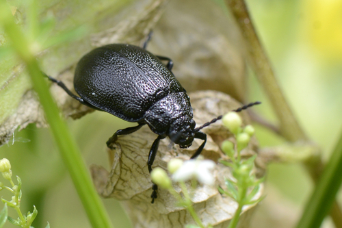Galeruca tanaceti
