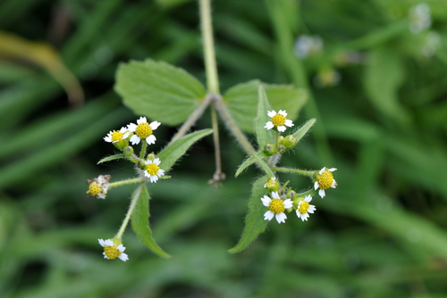 Galinsoga ciliata