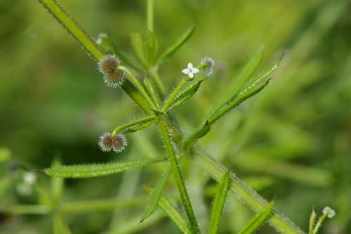 Galium aparine