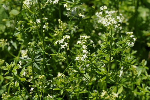 Galium mollugo