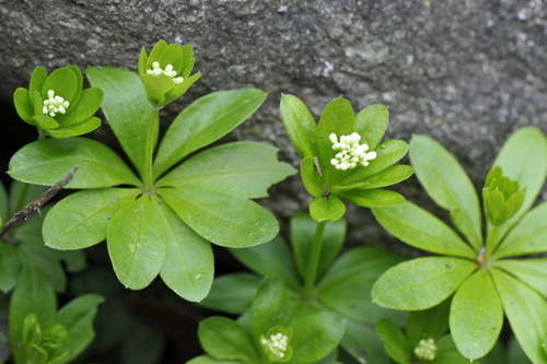 Galium odoratum