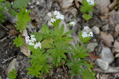 Galium odoratum