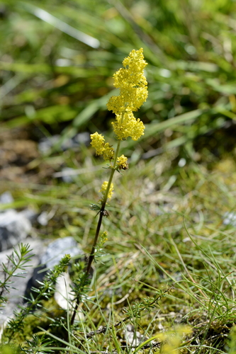 Galium verum