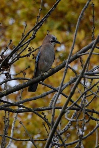 Garrulus glandarius