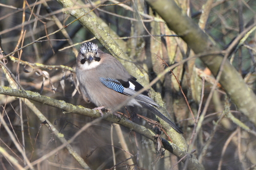 Garrulus glandarius
