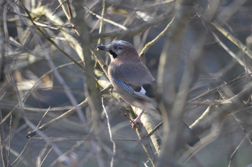 Garrulus glandarius